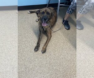 Boxer-Catahoula Leopard Dog Mix Dogs for adoption in Strongsville, OH, USA