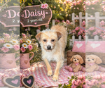 Small Cairn Terrier Mix