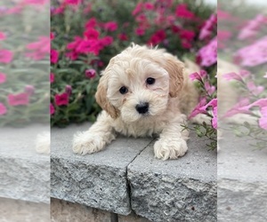 Coton de Tulear-Poodle (Toy) Mix Puppy for sale in CANOGA, NY, USA