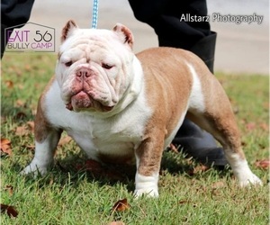 Mother of the American Bully puppies born on 10/03/2022