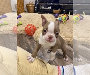 Boston Terrier Puppy for sale in FREDONIA, KS, USA