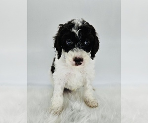 Poodle (Standard) Puppy for Sale in LONGMONT, Colorado USA