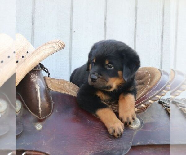 Medium Photo #2 Rottweiler Puppy For Sale in CHAMBERSBURG, PA, USA