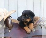 Small #1 Rottweiler