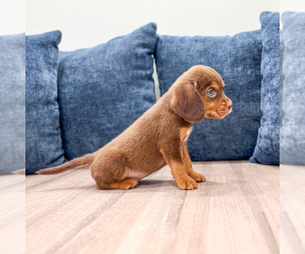 Medium Photo #3 Beaglier Puppy For Sale in MILLERSBURG, OH, USA