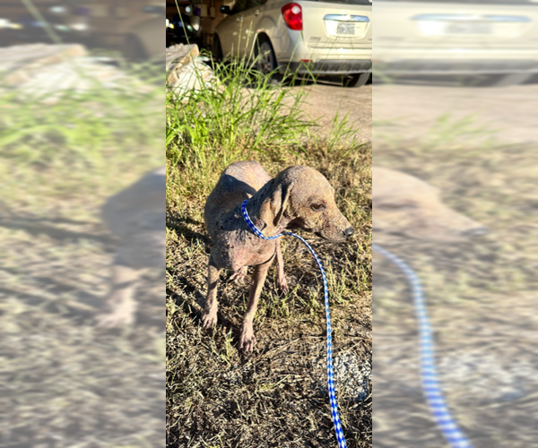 Medium Photo #13 Mutt Puppy For Sale in Fort Worth, TX, USA