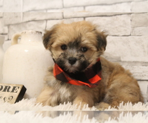 Maltese-Poodle (Toy) Mix Puppy for sale in HUGHESVILLE, MO, USA