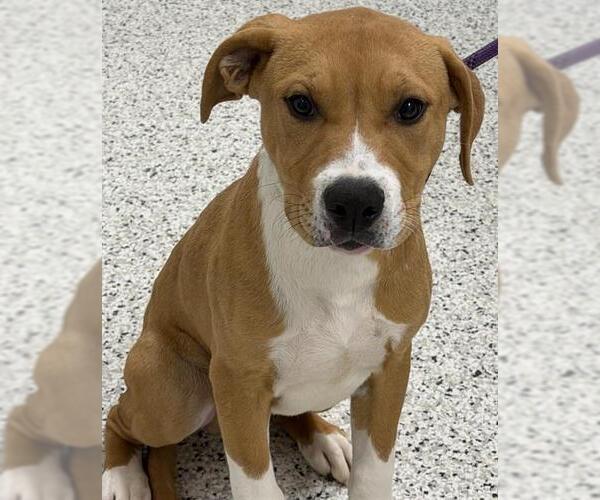 Medium Photo #1 American Staffordshire Terrier-Labrador Retriever Mix Puppy For Sale in Canfield, OH, USA