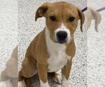 Small American Staffordshire Terrier-Labrador Retriever Mix