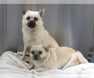 Chug Dogs for adoption in Orange, CA, USA