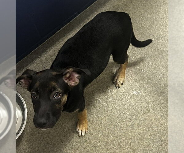 Medium Photo #1 Mountain Cur-Unknown Mix Puppy For Sale in Sterling, MA, USA