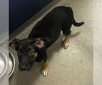 Small Mountain Cur Mix