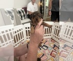 Small Photo #6 Chiweenie Puppy For Sale in PURCELLVILLE, VA, USA