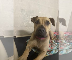 Skylar - Female American Staffordshire Terrier-Unknown Mix Dog for Adoption - Photo #3