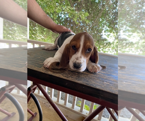 Medium Photo #1 Basset Hound Puppy For Sale in SQUAW VALLEY, CA, USA