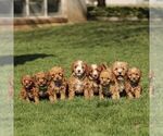 Small #1 Cavapoo (Miniature)