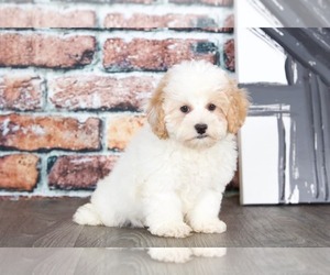 Poochon Puppy for sale in BEL AIR, MD, USA
