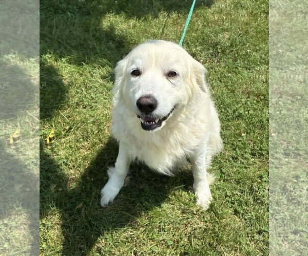 Medium Photo #1 Great Pyrenees Puppy For Sale in Croydon, NH, USA