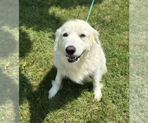 Great Pyrenees Dogs for adoption in Croydon, NH, USA