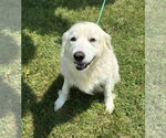 PYRA - Female Great Pyrenees Dog for Adoption - Small photo