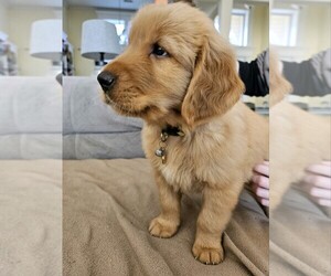 Golden Retriever Puppy for sale in CHESAPEAKE, VA, USA