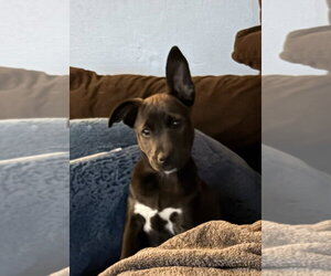 Labrador Retriever-Unknown Mix Dogs for adoption in Holly Springs, NC, USA