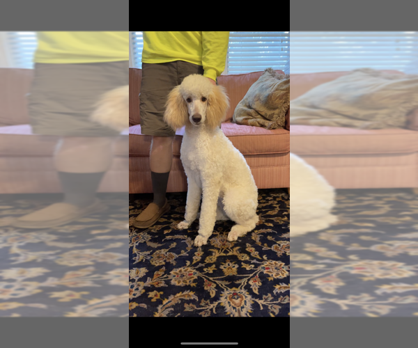Medium Photo #1 Poodle (Standard) Puppy For Sale in KITTY HAWK, NC, USA