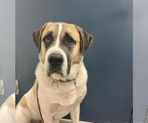 Saint Bernard-Unknown Mix Dogs for adoption in HESPERIA, CA, USA