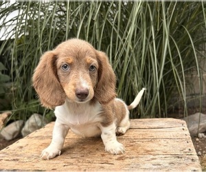 Dachshund Puppy for sale in MIDDLEBURY, IN, USA