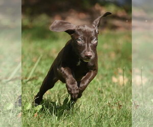 Fossa - Female Chocolate Labrador retriever-Pointer Mix Dog for Adoption - Photo #5
