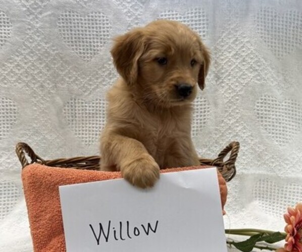 Medium Photo #2 Golden Retriever Puppy For Sale in OWEN, WI, USA
