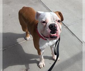 American Bulldog Dogs for adoption in Denver, CO, USA