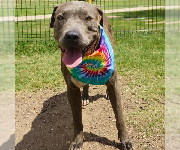 Medium Photo #1 American Staffordshire Terrier-Unknown Mix Puppy For Sale in San Antonio, TX, USA