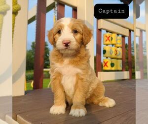 Bernedoodle-Poodle (Miniature) Mix Puppy for sale in FORT PLAIN, NY, USA