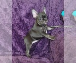 Small Photo #1 French Bulldog Puppy For Sale in PROSPER, TX, USA