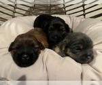 Small Photo #10 Shorkie Tzu Puppy For Sale in CHEVY CHASE, MD, USA