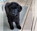 Small #4 German Shepherd Dog
