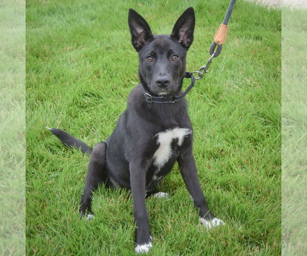 Medium Photo #4 Australian Kelpie-German Shepherd Dog Mix Puppy For Sale in Huntley, IL, USA