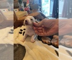 Small #20 Dachshund