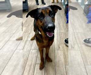 German Shepherd Dog-Unknown Mix Dogs for adoption in Rowlett, TX, USA