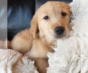 Golden Retriever Puppy for sale in SENECA FALLS, NY, USA