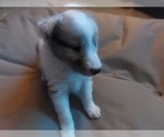 Small Photo #4 Shetland Sheepdog Puppy For Sale in REPUBLIC, MO, USA