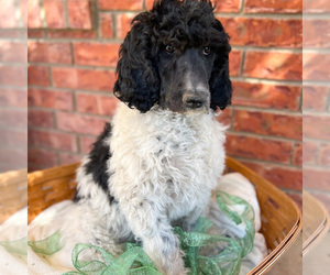 Poodle (Standard) Puppy for sale in ROSWELL, NM, USA