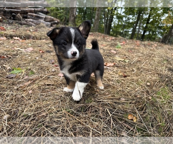 Medium Photo #3 Aussie-Corgi Puppy For Sale in ESPERANCE, NY, USA