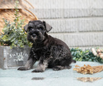 Puppy Snickers Schnauzer (Miniature)