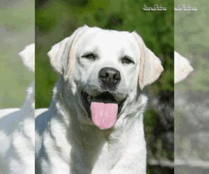 Mother of the Labrador Retriever puppies born on 07/25/2026