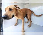 Small #1 Staffordshire Bull Terrier Mix