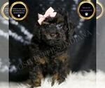 Puppy Trinity AKC Poodle (Toy)