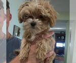 Small #1 Maltipoo (Miniature)