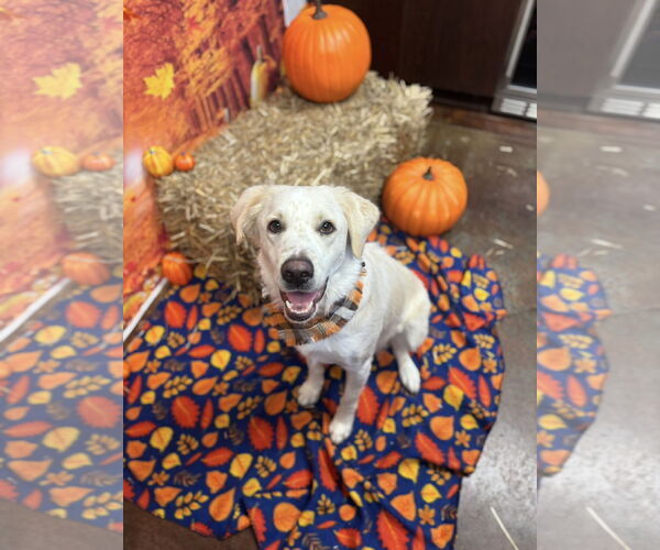 Medium Photo #3 Golden Labrador Puppy For Sale in Euless, TX, USA